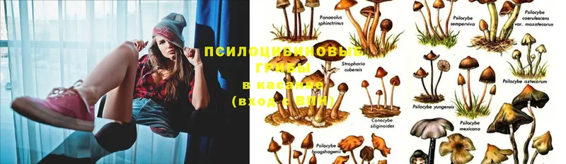 Галлюциногенные грибы Psilocybe  наркотики  дарк нет состав  Невельск 